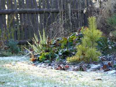 2020-12-30 Gartenimpressionen 3.jpg