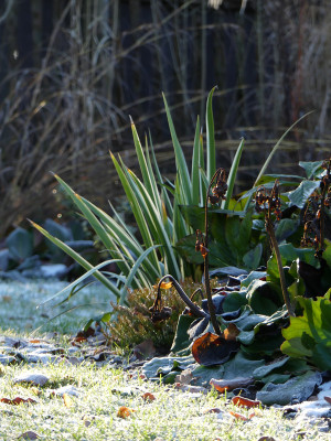 2020-12-30 Gartenimpressionen 4.jpg