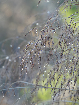 2020-12-30 Gartenimpressionen 5.jpg