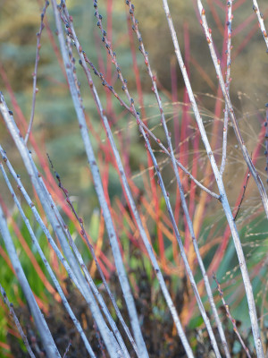 2020-12-30 Gartenimpressionen 6.jpg
