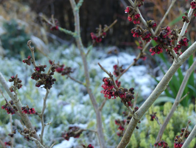 2020-12-30 Gartenimpressionen 7.jpg