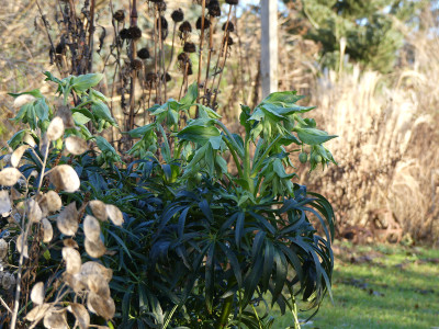 2020-12-30 Gartenimpressionen 10.jpg