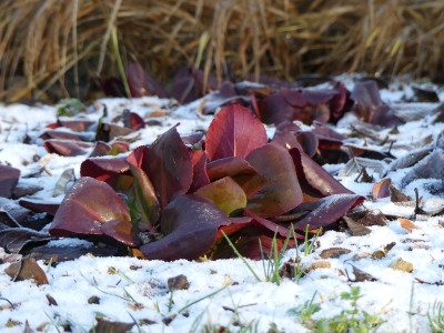 2020-12-30 Bergenia 1.jpg