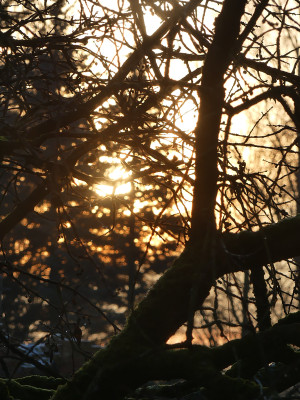 2020-12-29 Gartenimpressionen 1.jpg