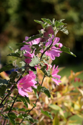 St_Buschmalve161007.jpg