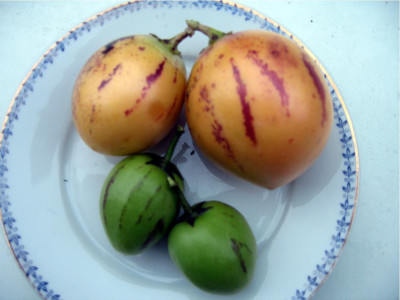 PepinoErnte.jpg