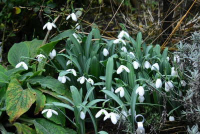 Galanthus_Happy_New_Year.JPG