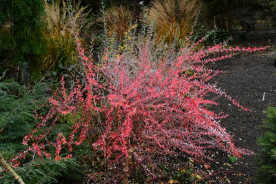 Berberis_dictiophylla_Herbstfärbung.JPG