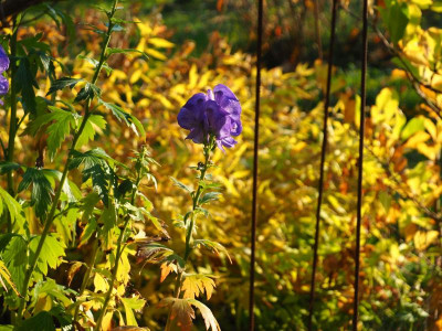 Aconitum carmichaelii Arendsii Amsonia tabernaemontana PA310076.JPG
