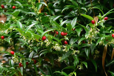 Sarcococca_ruscifolia_Dragon_Gate.JPG