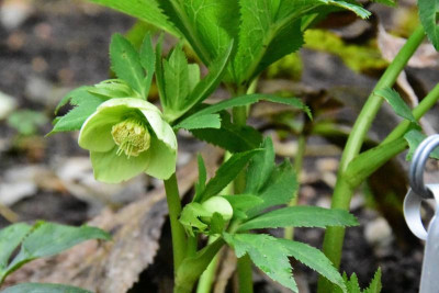 Helleborus_liguricus.JPG