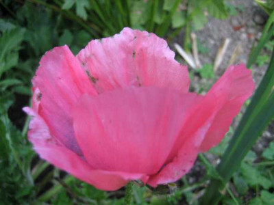 Papaver.10.2007.JPG
