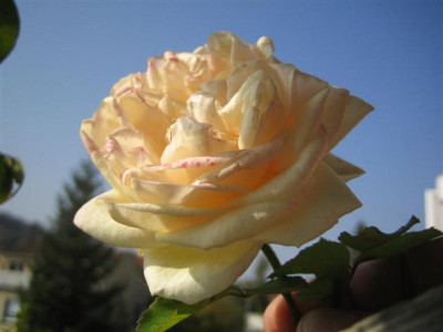 IMG_2494_Small.JPG