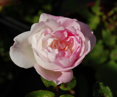Mlle_de_Sombreuil_0010__18209.jpg