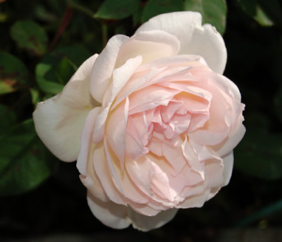 Mlle_de_Sombreuil_0020__T1_18200.jpg