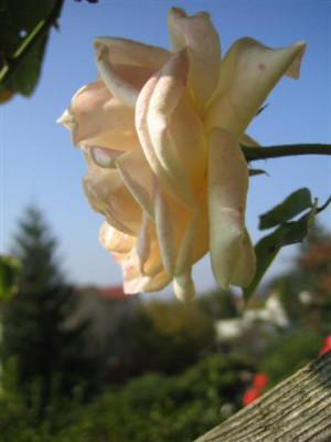 IMG_2491_Small.JPG