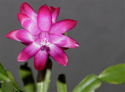 Sch. x buckleyi_Theresa_P1080576.JPG