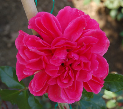 Rosarium_Uetersen_0010__R_18226.jpg