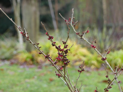2021-01-02 Birkenhain 5.jpg