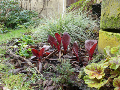 2021-01-02 Bergenia 'Balbithan'.jpg