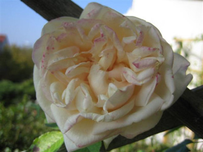 IMG_2489_Small.JPG