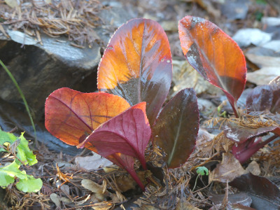 2020-12-19 Bergenia 'Balbithan'.jpg
