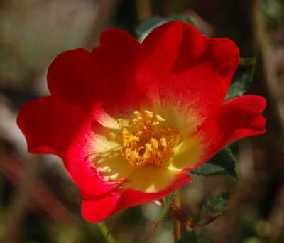 Cocktail_0010__18205.jpg