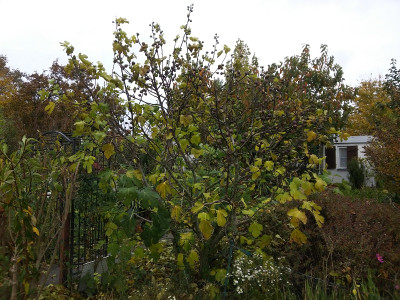 Feige2011101.jpg