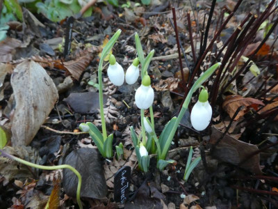 Galanthus 'Three Ships' 201230.jpg