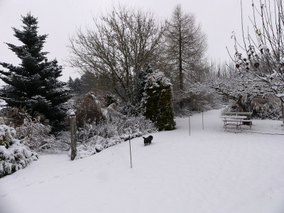 2021-01-03 Gartenimpressionen 5.jpg
