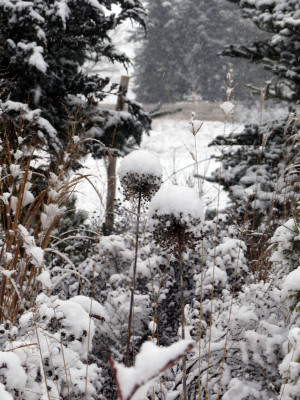 2021-01-03 Gartenimpressionen 11.jpg