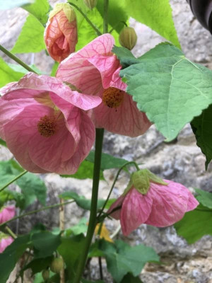 Abutilon Kirsche Orange.JPG