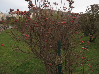 buttenvolksgarten2.JPG