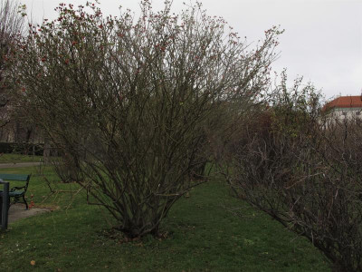buttenvolksgarten8.JPG