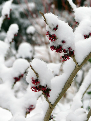 2021-01-03 Gartenimpressionen 17.jpg