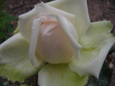GroenanderungDSCN1728.JPG
