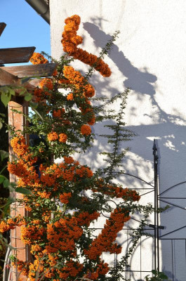 Pyracantha-Teton.20-1.jpg