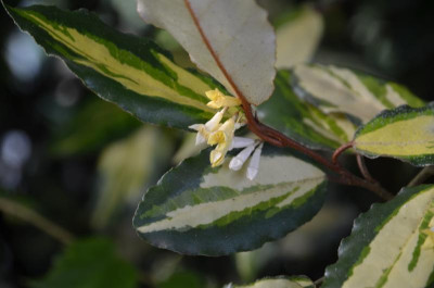 Elaeagnus_pungens-Maculata.17-1.jpg
