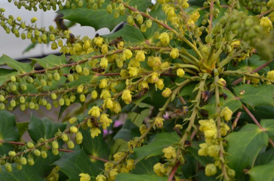 Mahonia_bealei.20-1.jpg