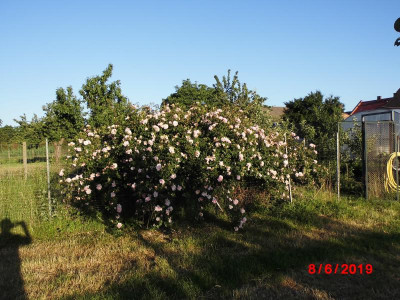 DSCI0011 (2).JPG