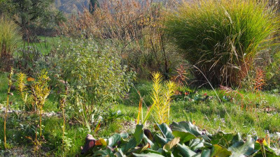 Amsonia Hubrichtii Eskuche PB010200.JPG