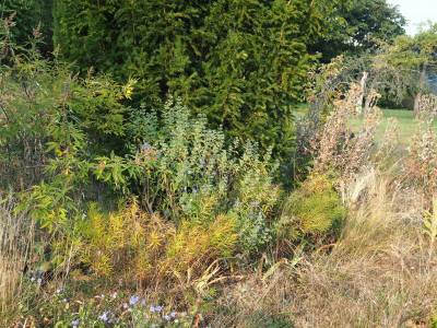 Caryopteris Blue Balloon Amsonia Hubrichtii Eskuche P9230048.JPG
