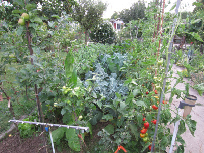 Aubergine 180709.JPG