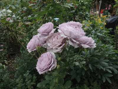 DSCN4067.JPG
