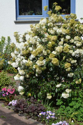 Viburnum-Eskimo.17-2.jpg