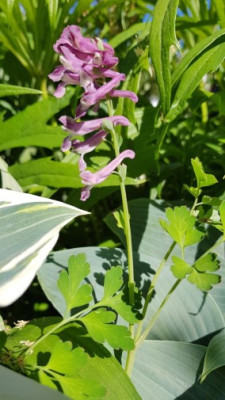 Corydalis GK.jpg