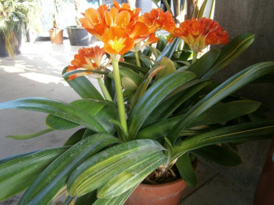 botanischer garten TÜ efeu mistel eibe 019.JPG