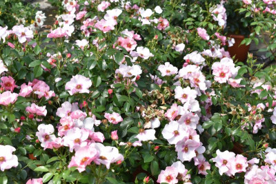 persische Rosen Hulthemia 025.JPG