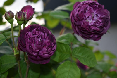 rosen mai 19 016.JPG
