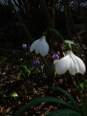 Galanthus Phantom.JPG